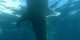 Philippines - 2012-01-16 - 130 - Whale Shark Beach